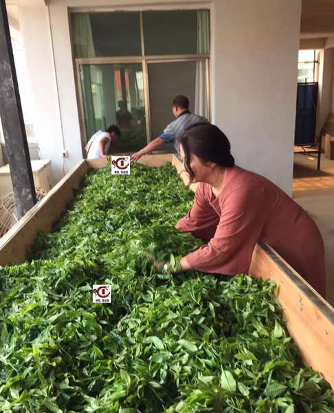 When exactly is early spring Puerh harvest window?